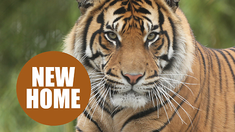 Sumatran tiger has been moved to a new home
