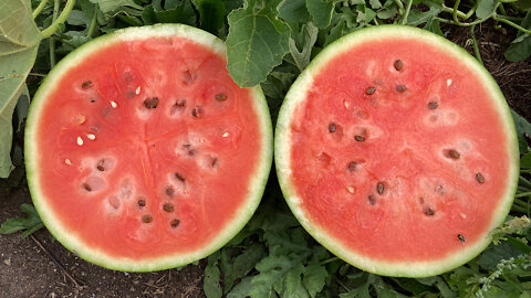 How To Determine When A Watermelon Is Ripe Part 2