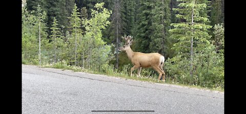 Caribou in Jasper 2