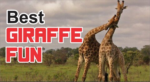 Funniest Giraffes Fighting Ever , Best Giraffe Videos Compilation 🦒😂 [Funny Pets]