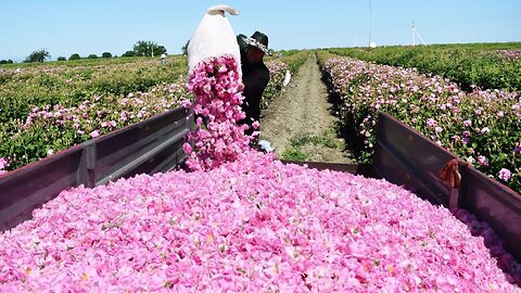 Beautiful Rose Harvesting and Rose Essential Oil Processing in Factory - Essential oil industry
