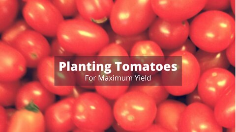 How to Plant Tomatoes for Maximum Harvest #Gardening #Tomatoes