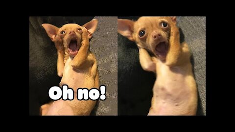 You Will Laugh funny cute dogs Video