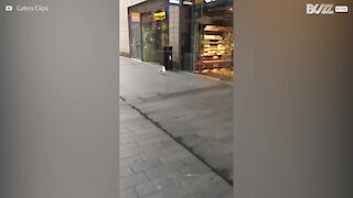 Gabbiano entra in un bar per rubare un sacchetto di patatine