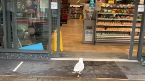 Clever seagull walks into store and steals a sandwich