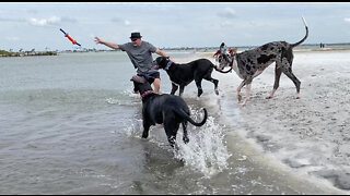 Happy Great Danes Love Chasing Toys & Playing Tug Of War At The Beach