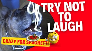 My Dog ​​and Spaghetti. Really funny video.