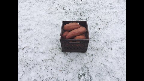 Starting Sweet Potatoes For Slips 1/13/24