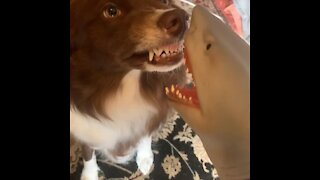 Border Collie shows scary toy shark who's boss