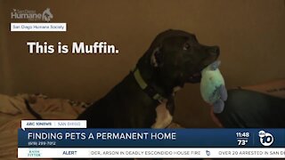 Pet of the Week: Muffin