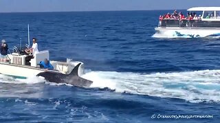 Killer whales spotted off Southern California