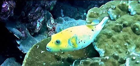 This beautiful fish is the most poisonous animal on earth