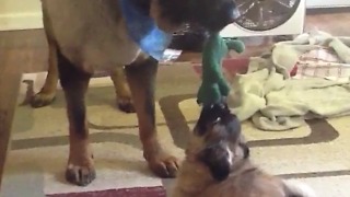 Two Stubborn Dogs Playing Tug Of War