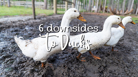 6 worst things about ducks! 🦆