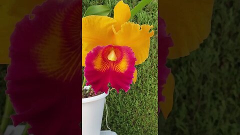 🔝 MASSIVE 🤩 Cattleya Hybrid in BLOOM 🥳 Goodlife No.1 👍🏼 #ninjaorchids #shorts #cattleya #orchids