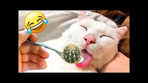 World Best Funniest🤑 Cat vs animal vs Kid 😃 Entertainment Don't Try Laughing 🤣 2024 clips 🫡