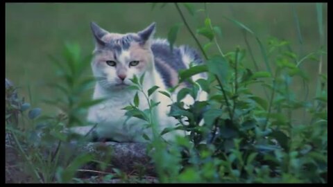 Cute Cats Watching Flowers │Funny Cat│Cat Video
