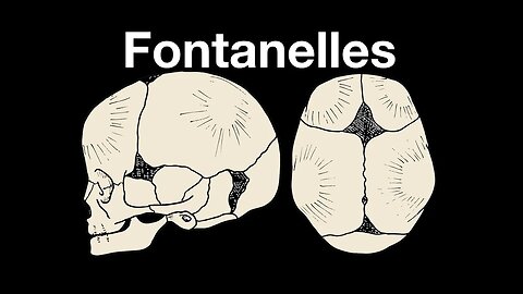 Skull fontanelles