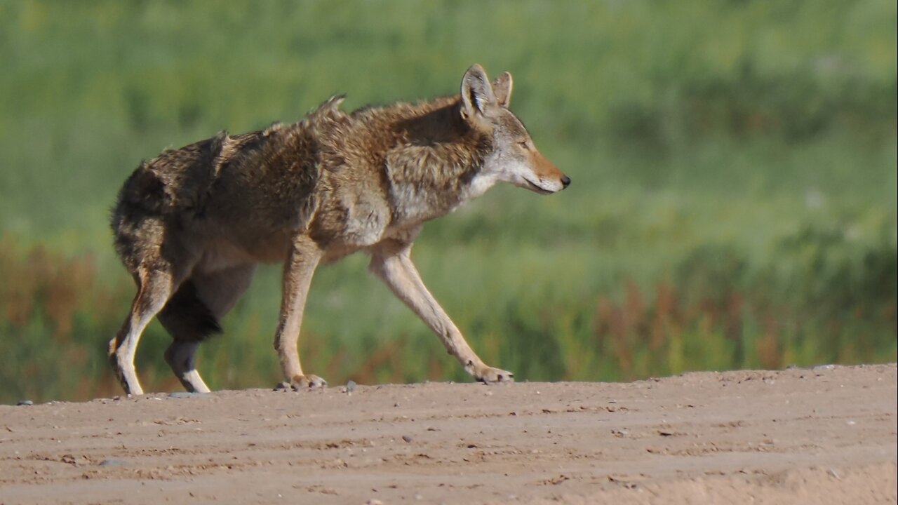 Coyote with a Lame Leg
