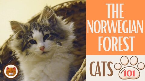 🐱 Cats 101 🐱 NORWEGIAN FOREST CAT - Top Cat Facts about the NORWEGIAN FO