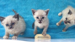 The Loudest And Cutest Siamese Kittens Ever