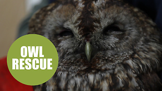 Bird-brained owl got covered in soot after falling down a couple's chimney