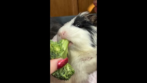 Guinni Pig Eating Brocolli SlowMO