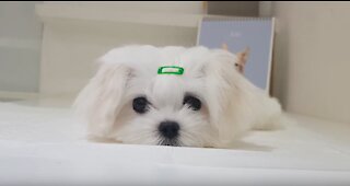 Puppy bath challenge Maltese puppy bath video cutest puppy | cute puppy in bath