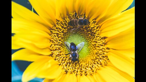 Wielka Brytania zezwala na awaryjne uycie pestycydów uszkadzających pszczoły