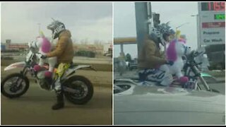 Guida la moto con un unicorno peluche