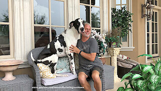 Great Danes Sit Like the Peoples Do and Enjoy Florida Rain.