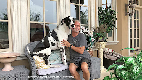 Great Danes Sit Like the Peoples Do and Enjoy Florida Rain.