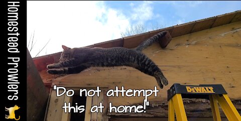 Otis Cat Puts On His Construction "Hat"