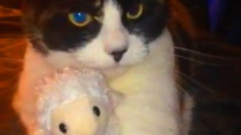 Cat becomes extremely protective of favorite stuffed animal