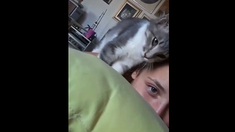 Overly-attached kitten demands owner's affection
