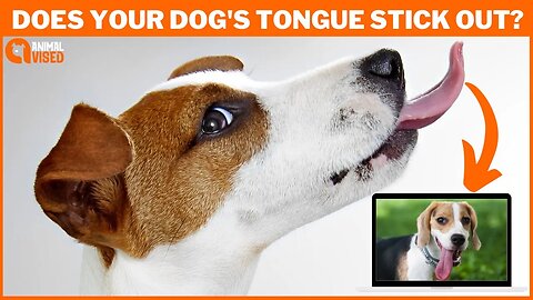 🐶 Why Does Your Dog's Tongue Stick Out? Understanding the Reasons and What to Do 🐶 | Animal Vised