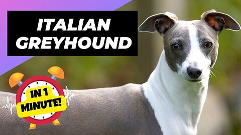 Italian Greyhound - In 1 Minute! 🐶 One Of The Laziest Dog Breeds In The World | 1 Minute Animals