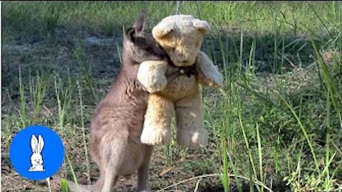 Cute Lovable ￼baby kangaroo￼s