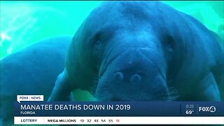 Manatee deaths down in 2019