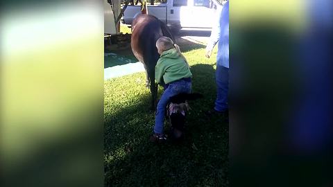 Little Girls Finds Alternative Ways To Climb On A Horse’s Back