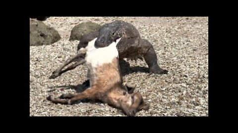 Komodo Takes Its Prey Into a Narrow Rock Cave Hole & Tries To Swallow It