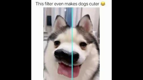 Cute Husky Tries Tiktok Filter for the First Time!