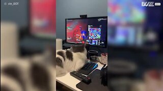 Dono descobre que tem um gato gamer