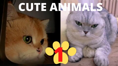 Cute Pets And Funny Animals video3