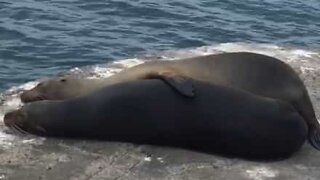 Sleepy sea lion snuggles up to mate for hug