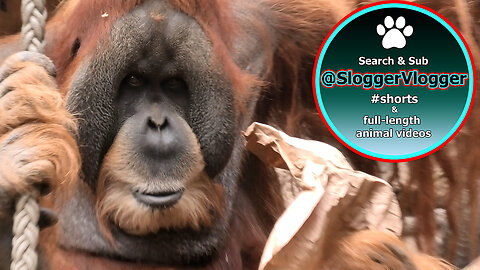 Leipzig Zoo's Orangutans - A Tale of Paper and Play