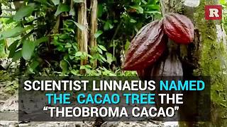 Things You Don't Know About Chocolate | Rare Life