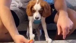 Ce chien fait les yeux doux pour avoir à manger