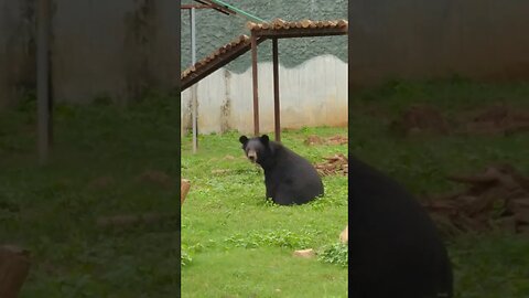 Bear Cub Discovers the World 🧸