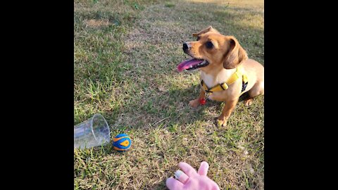 daxcorgi playing ball